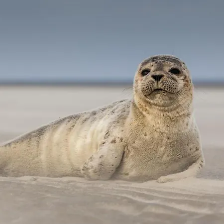 Face Mer, Centre De L'esplanade * Berck