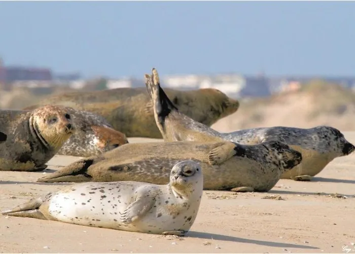 Apartment Face Mer, Centre De L'esplanade Berck